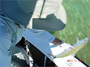 Andros Bonefish